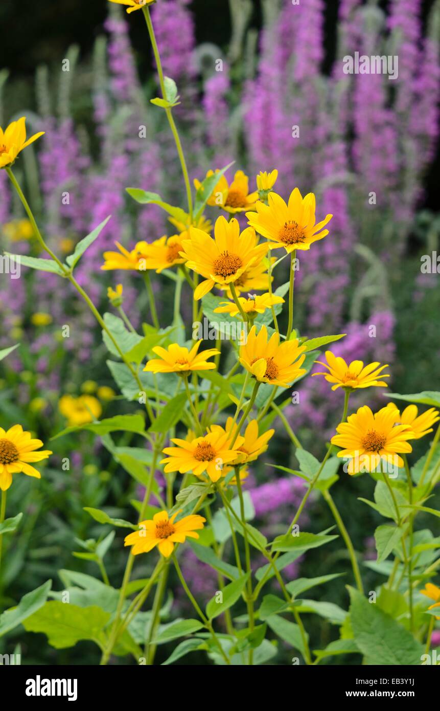 False sunflower (Heliopsis helianthoides) Stock Photo