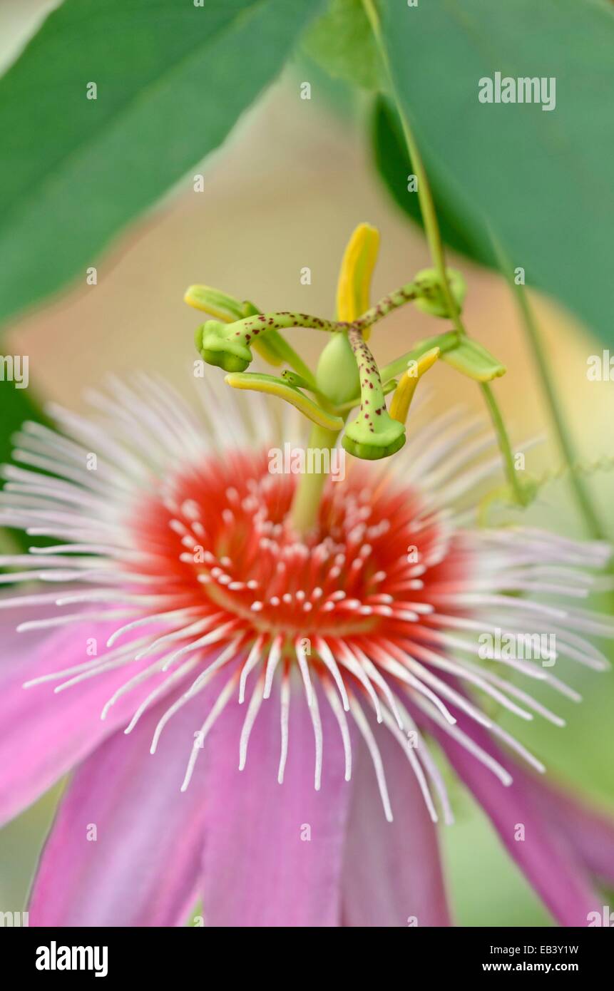 Passion flower (Passiflora Anastasia Stock Photo Alamy