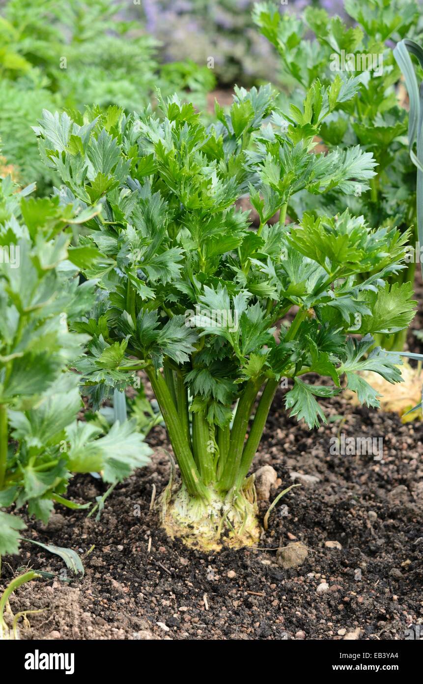 Celeriac (Apium graveolens var. rapaceum) Stock Photo