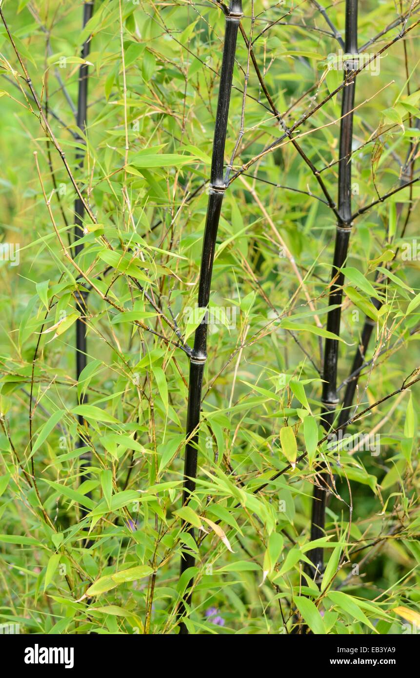 Black bamboo (Phyllostachys nigra Stock Photo - Alamy