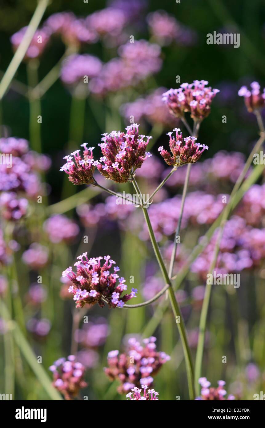 Purpletop vervain (Verbena bonariensis) Stock Photo