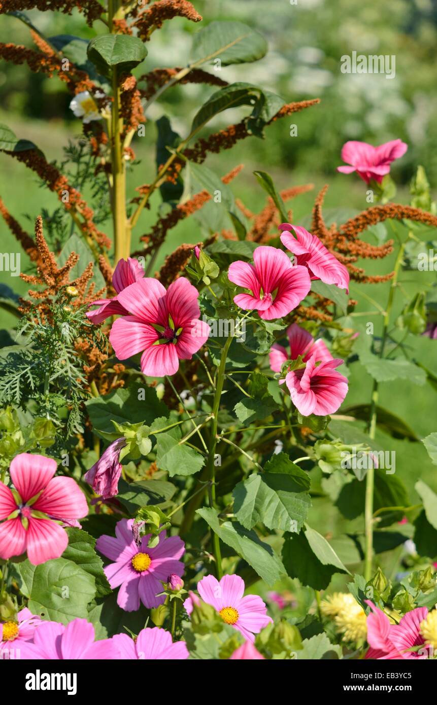 Mistery flower (Malope trifida 'Grandiflora') and red amaranth (Amaranthus cruentus) Stock Photo