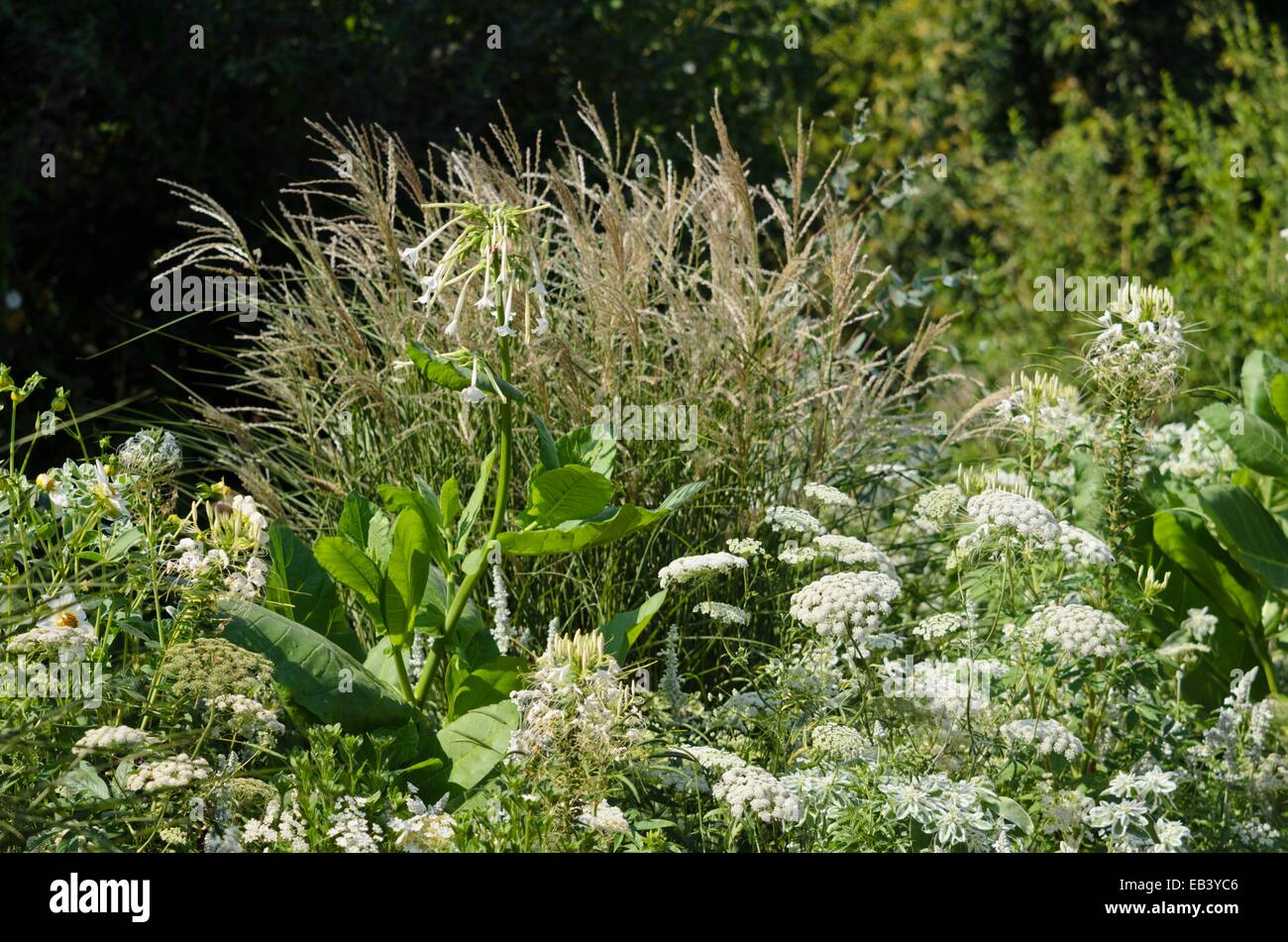 Tobacco (Nicotiana), Chinese silver grass (Miscanthus), spider flowers  (Tarenaya syn. Cleome) and Ammi Stock Photo
