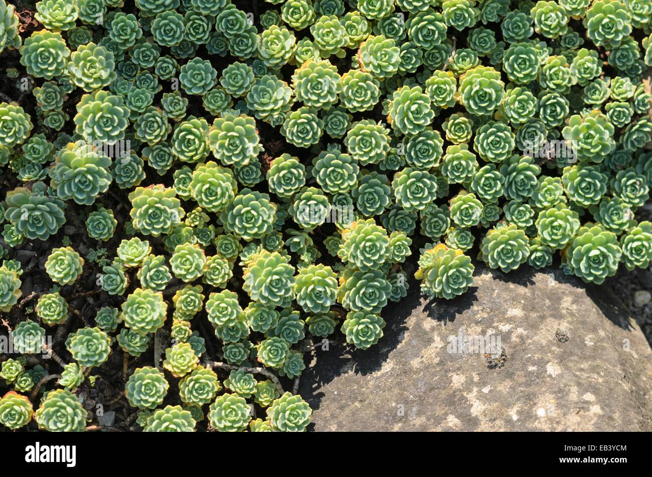 Gray stonecrop (Sedum pachyclados syn. Rhodiola pachyclados) Stock Photo