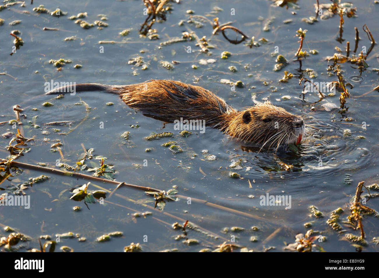 Coipu (Myocastor coypus) eating aquatic vegetation. Agamon lake. Hula Valley. Israel Stock Photo