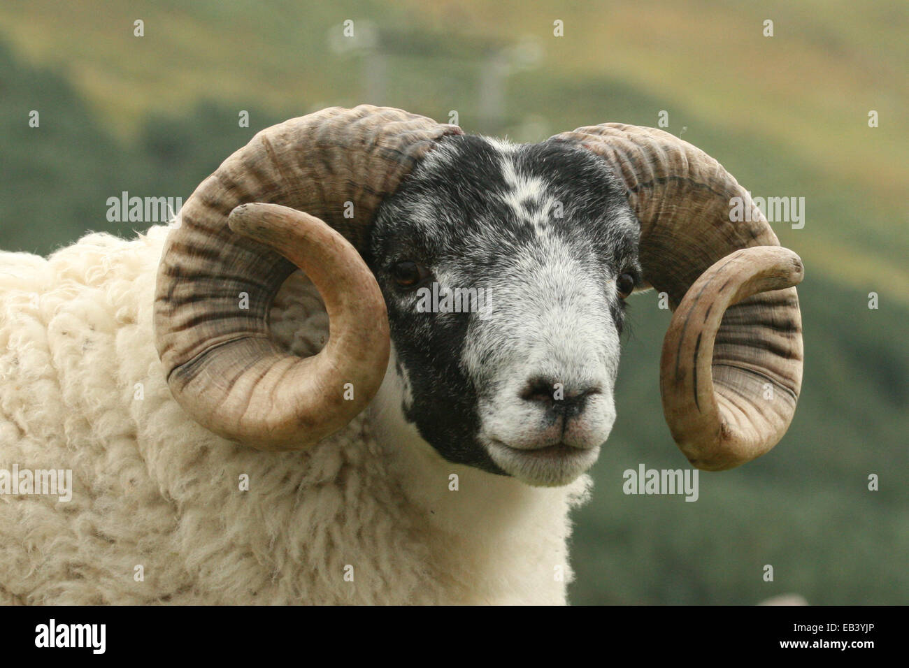 Ram's head Stock Photo - Alamy