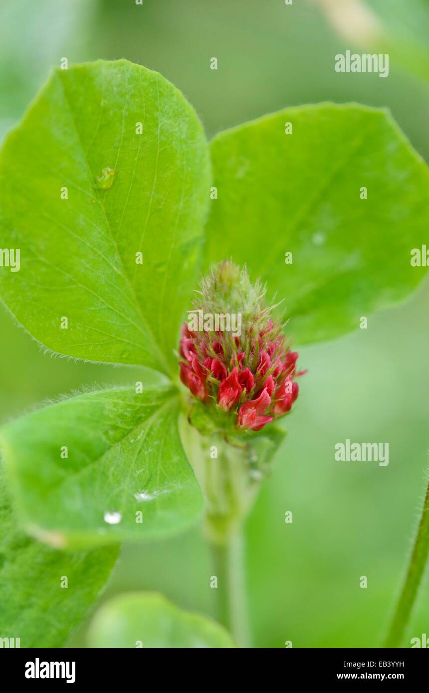 Crimson clover (Trifolium incarnatum) Stock Photo