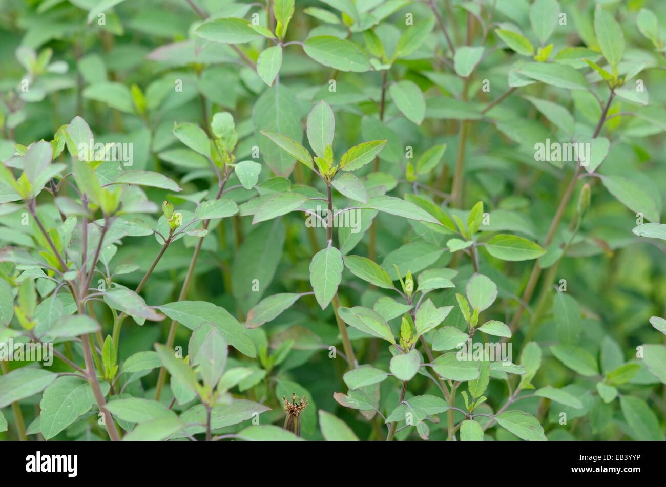 Bolivian coriander (Porophyllum ruderale) Stock Photo