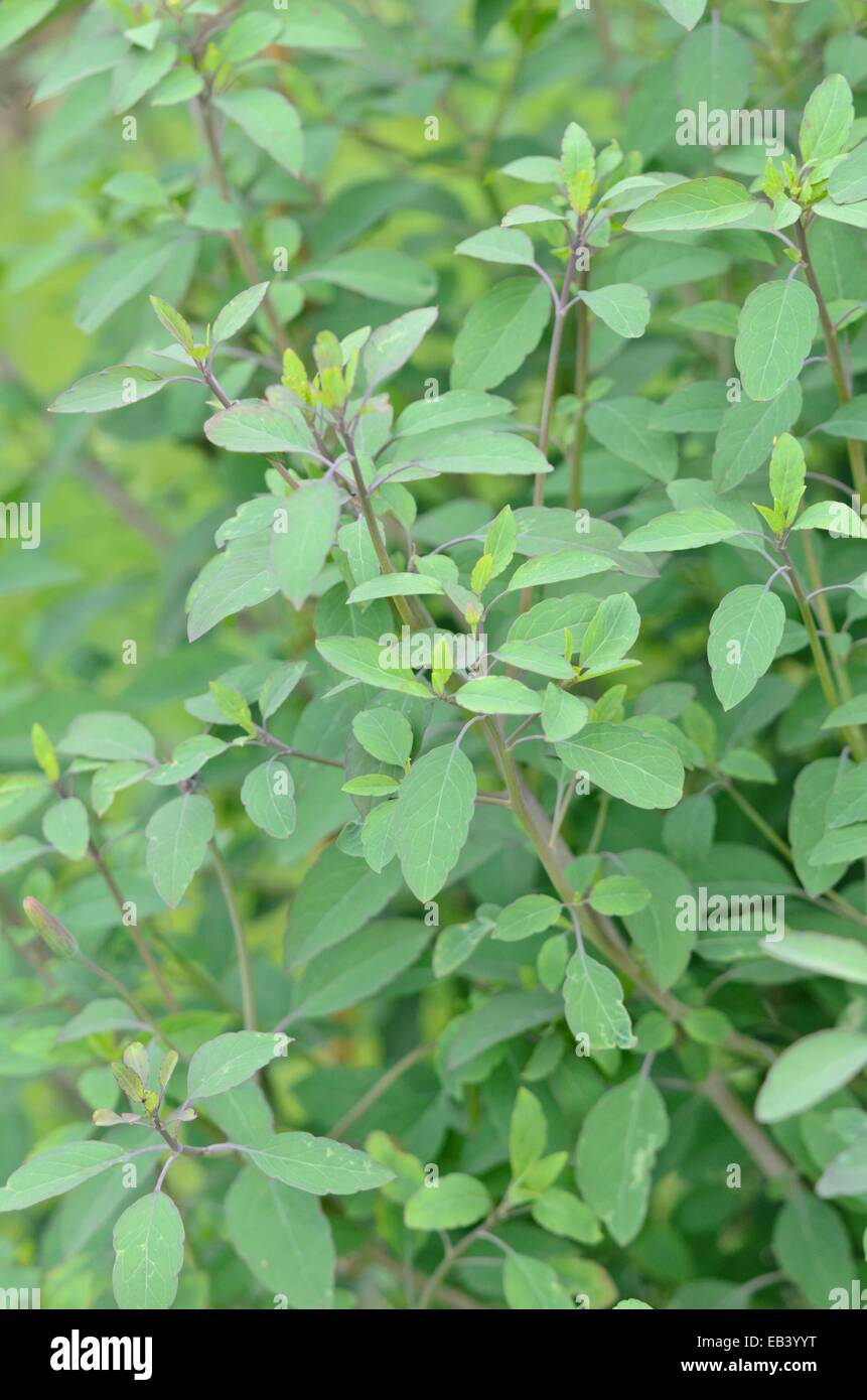 Bolivian coriander (Porophyllum ruderale) Stock Photo