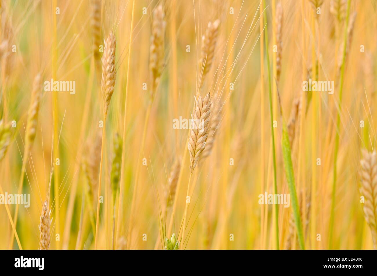 Einkorn wheat (Triticum monococcum Stock Photo Alamy