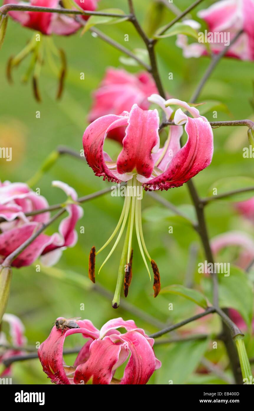 The beauty of the lilies hi-res stock photography and images - Alamy