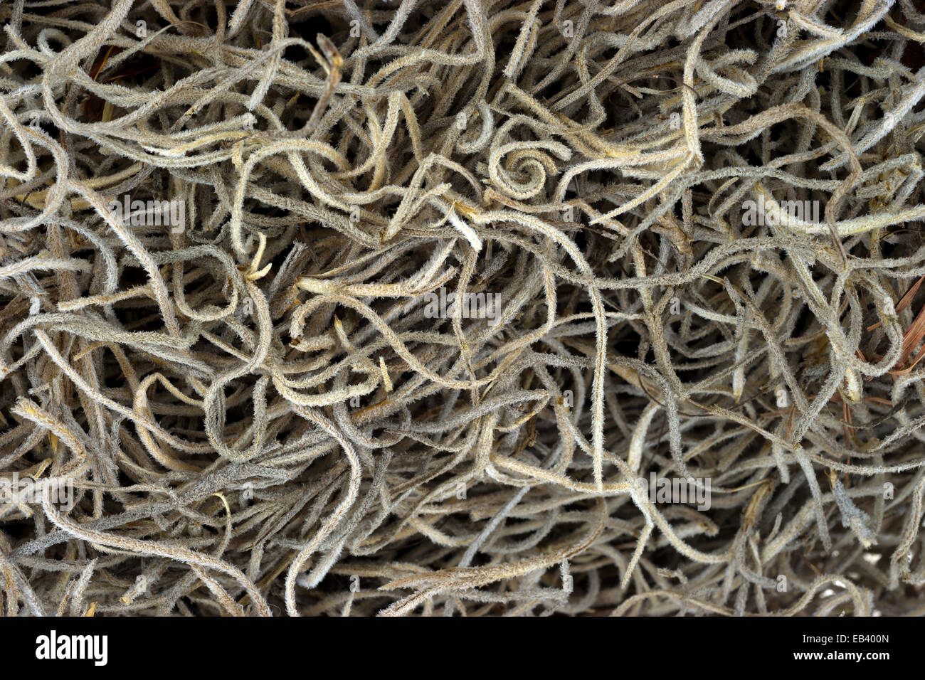 Dried spanish moss hires stock photography and images Alamy