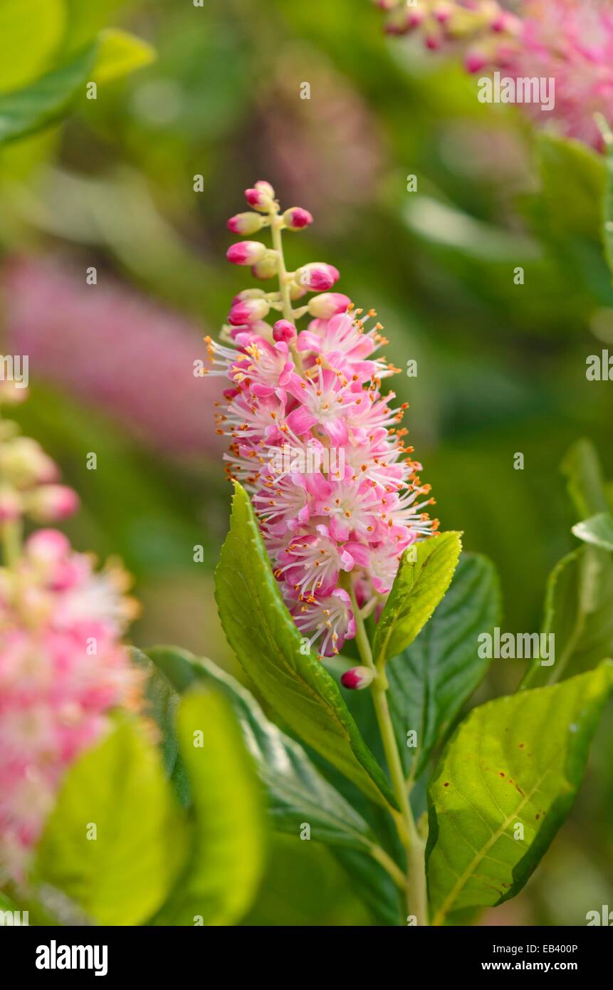 Sweet pepper bush (Clethra alnifolia 'Ruby Spice') Stock Photo