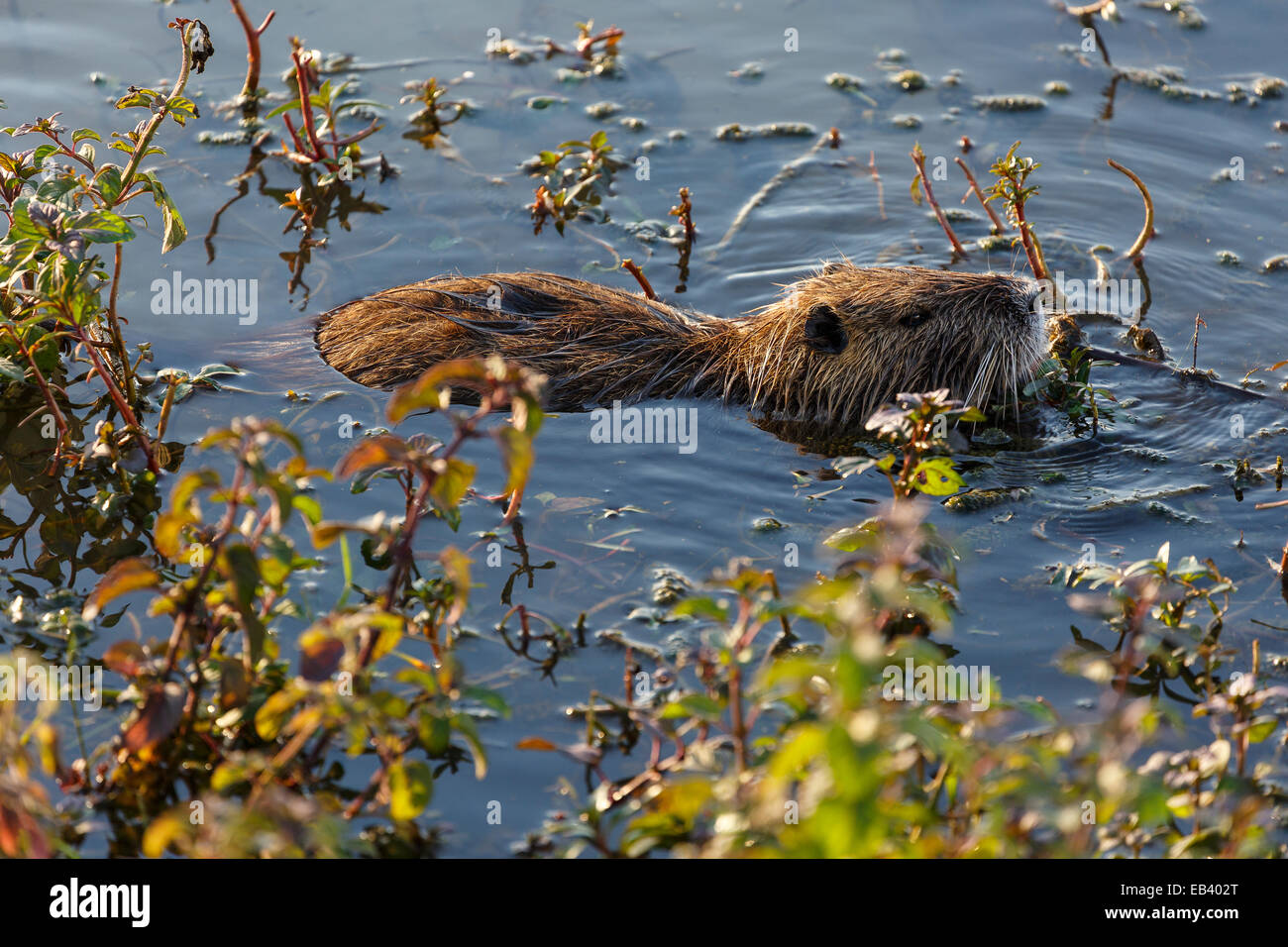 Coipu (Myocastor coypus) eating aquatic vegetation. Agamon lake. Hula Valley. Israel Stock Photo