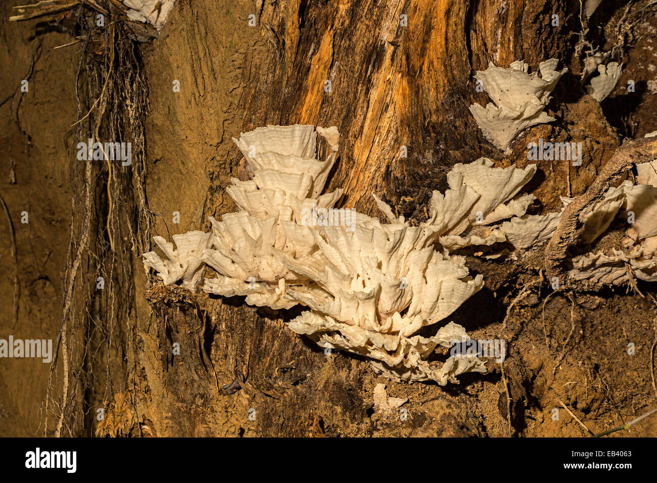 Fungus on rotting tree in rainforest, Mulu, Malaysia Stock Photo