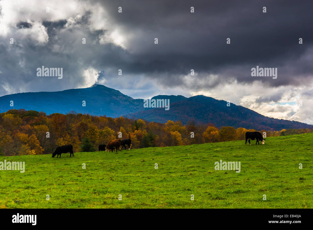 Cows in a farm field and view of Grandfather Mountain along the Blue Ridge Parkway in Moses Cone Park, North Carolina. Stock Photo