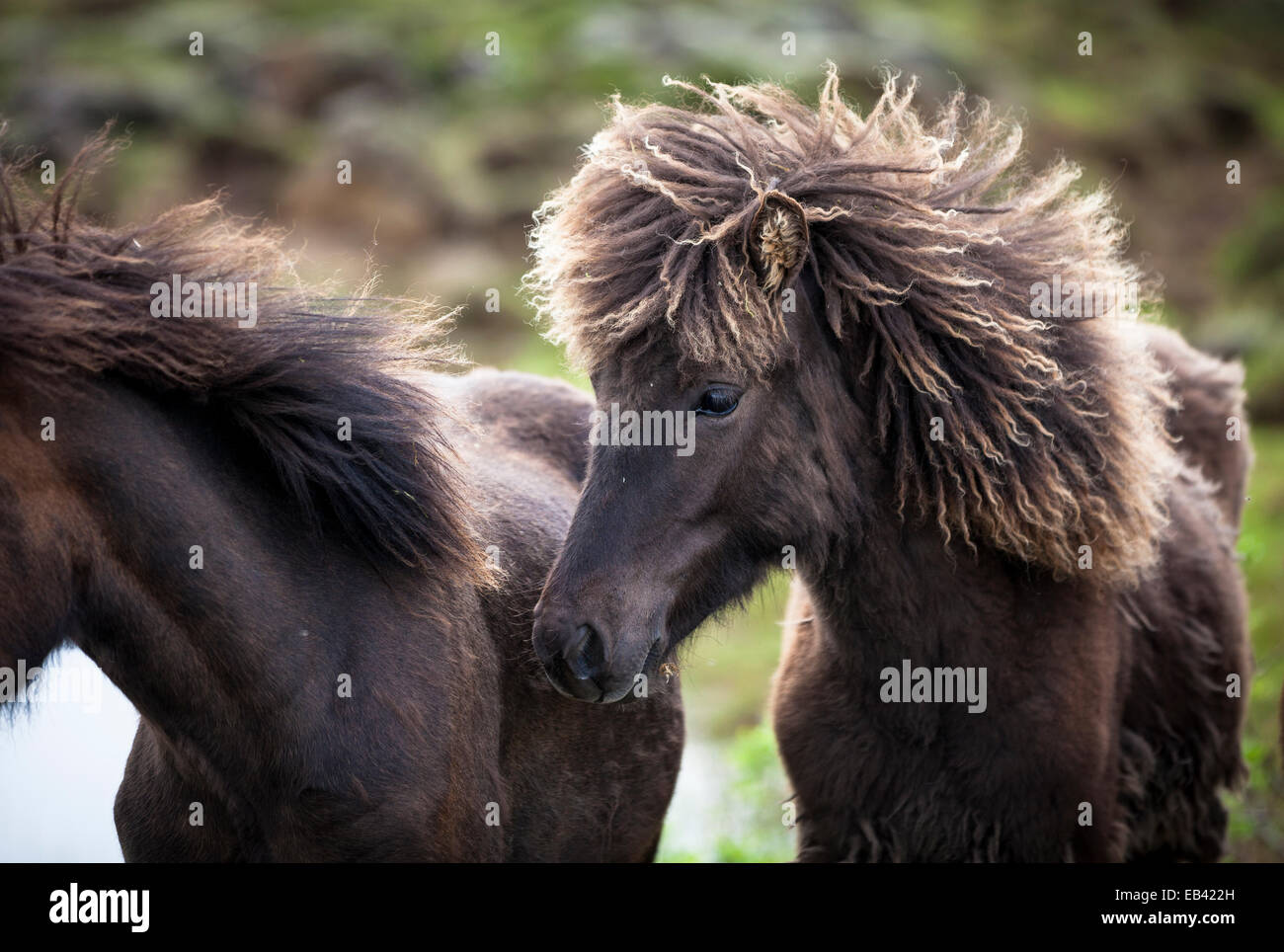 Icelandic horses, Iceland Stock Photo