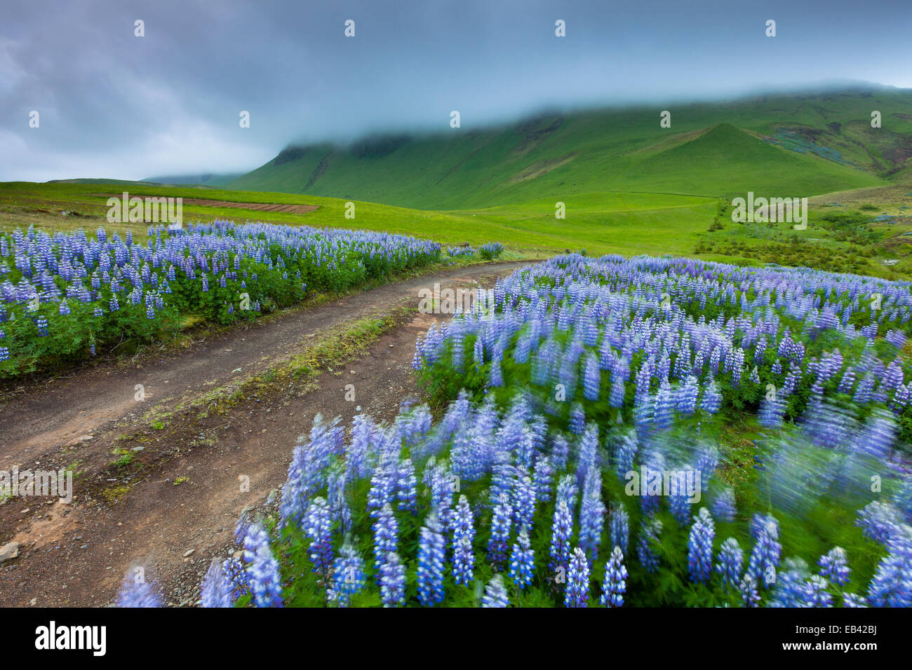 field of lupin flowers, Vik, Iceland Stock Photo