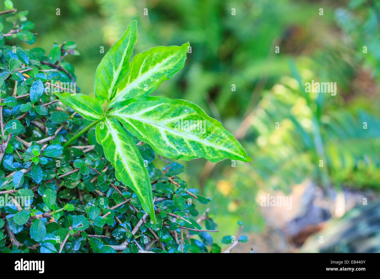 beautiful green leaf background in summer garden Stock Photo - Alamy