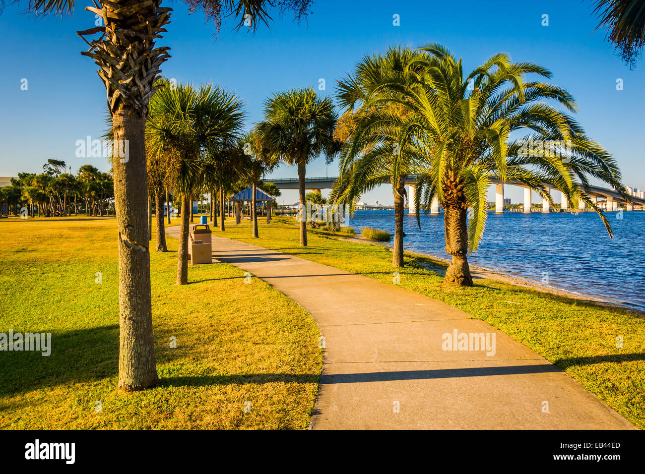 Palm trees along a path in Daytona Beach, Florida Stock Photo Alamy