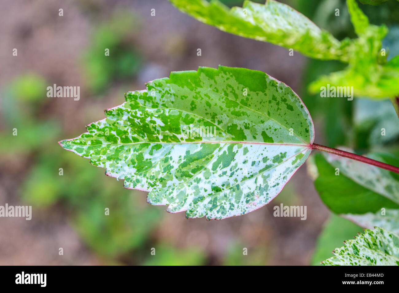 beautiful green leaf background in summer garden Stock Photo - Alamy