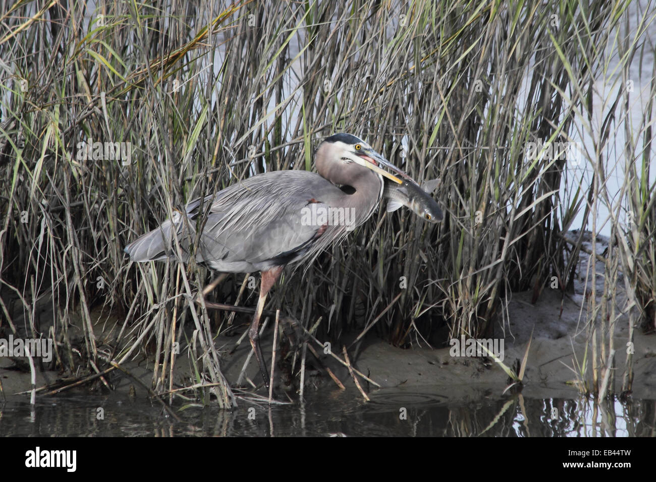 A Great blue heron stands among the spartina grass after catching a large fish in a coastal wetland. Stock Photo