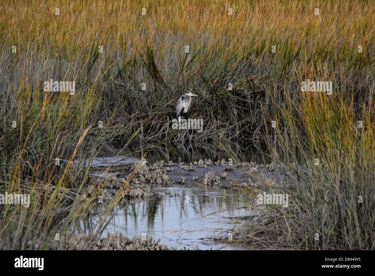 A salt marsh landscape with a Great blue heron at its center Stock Photo