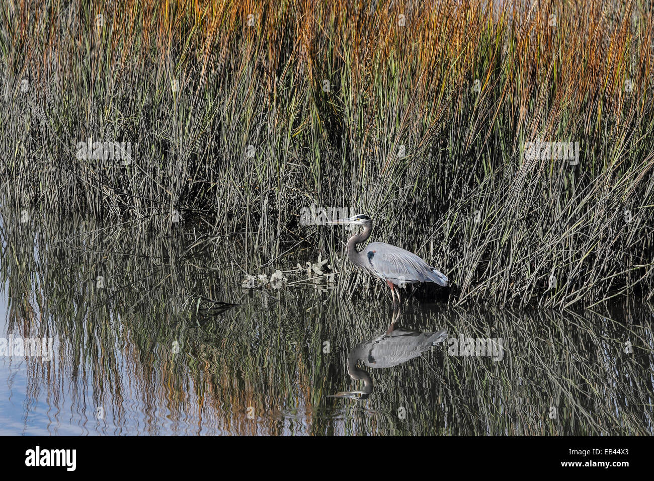 A Great blue heron wades among the spartina grass. Stock Photo