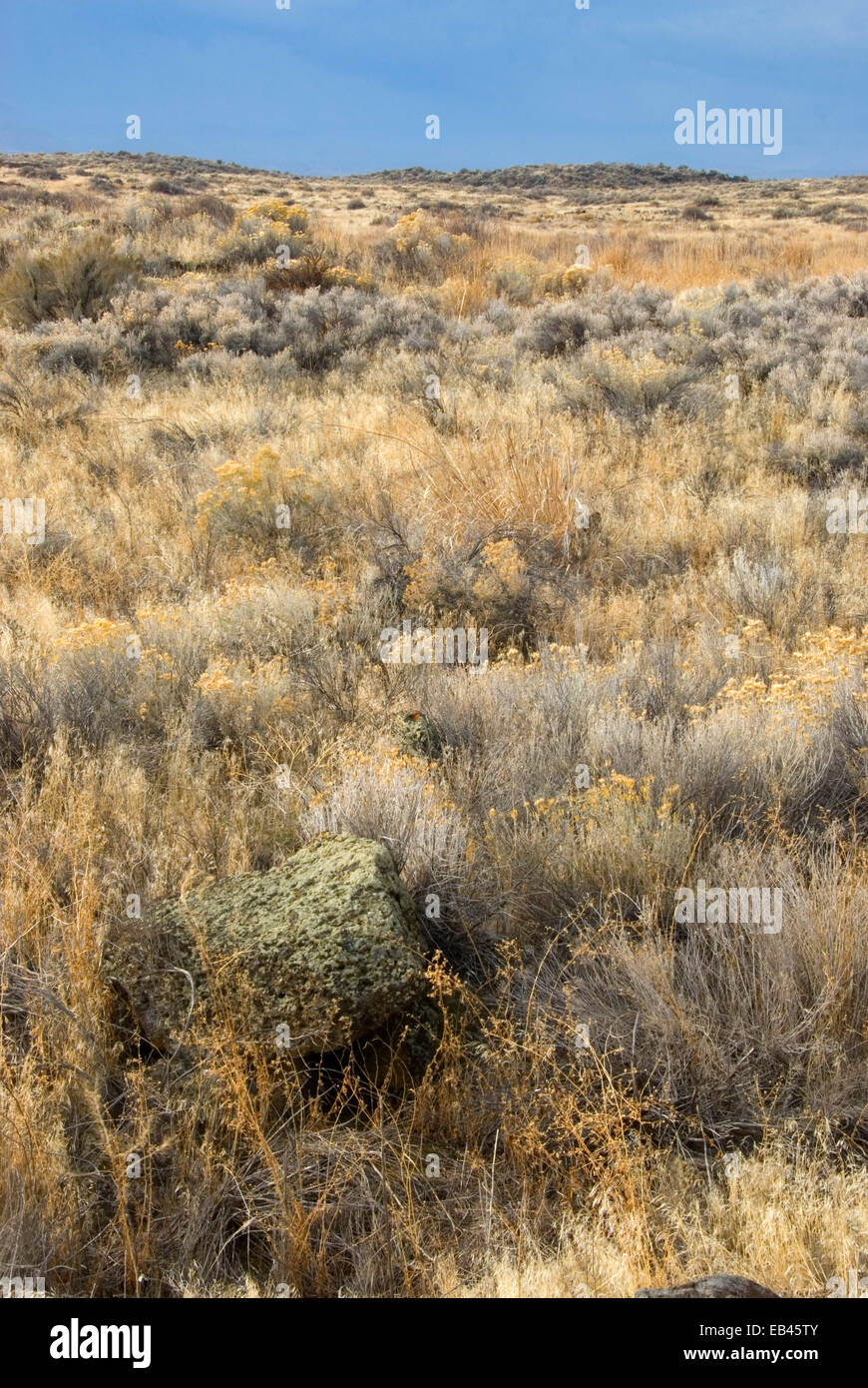 Rabbitbrush grassland, Lava Beds National Monument, California Stock