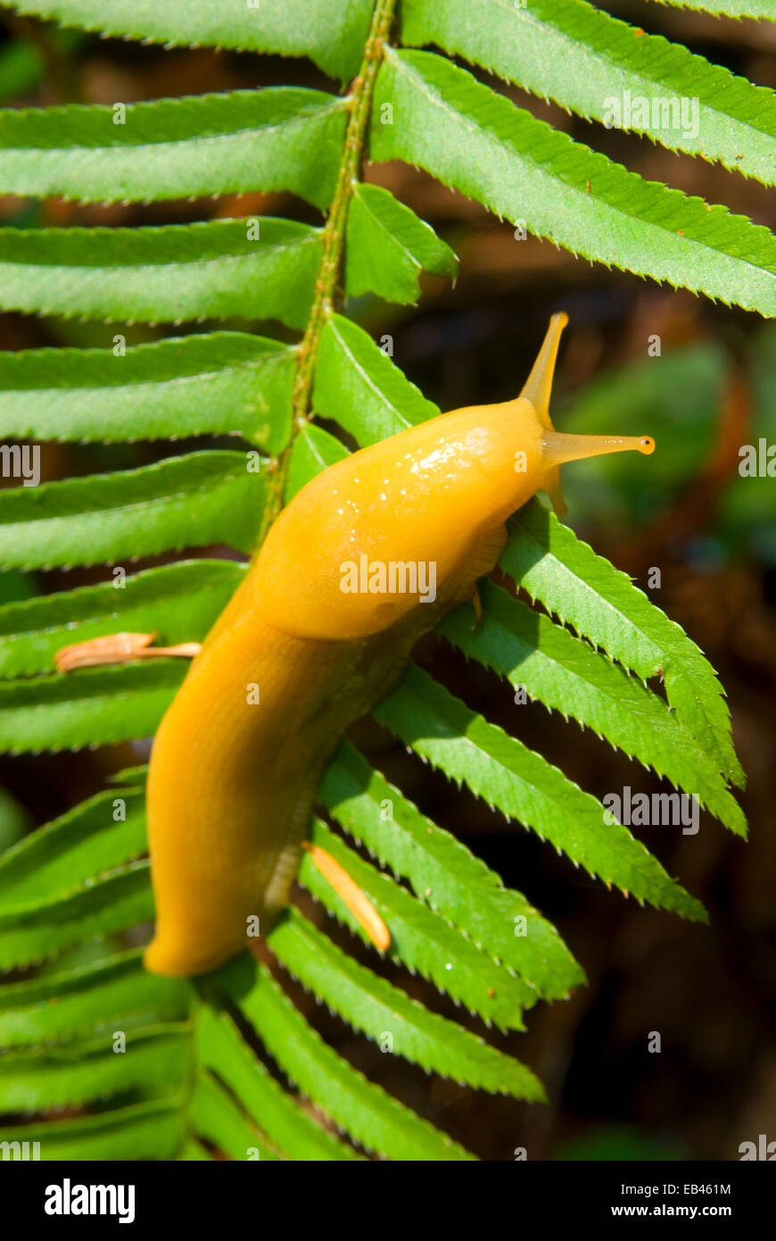 Banana slug on sword fern along Prairie Creek Trail, Prairie Creek