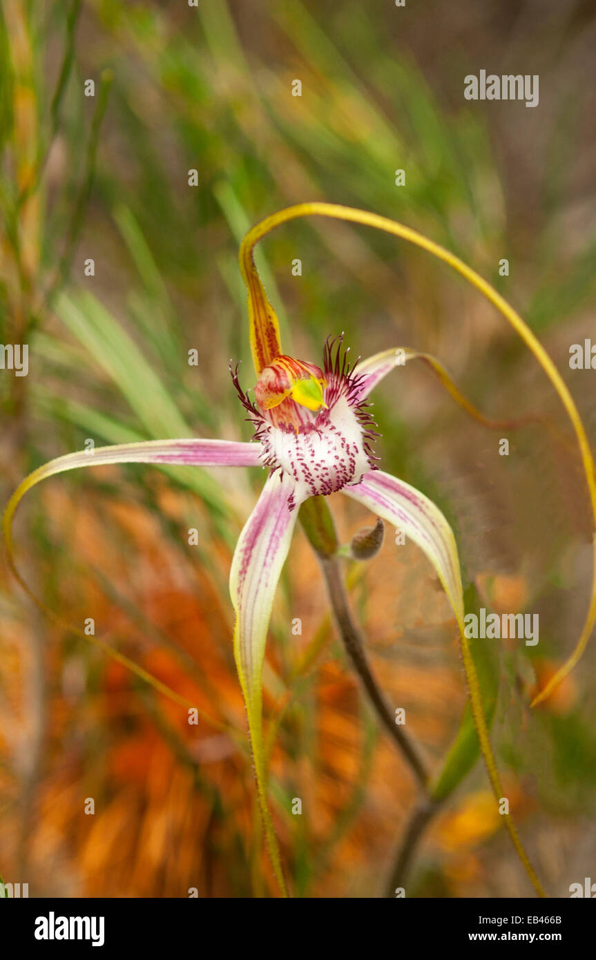 Caladenia longicauda subsp. albella, Small-lipped Spider Orchid in Nilgen Nature Reserve, WA, Australia Stock Photo