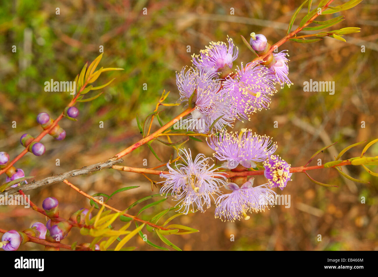 Melaleuca radula, Graceful Honeymyrtle in Nilgen Nature Reserve, WA, Australia Stock Photo