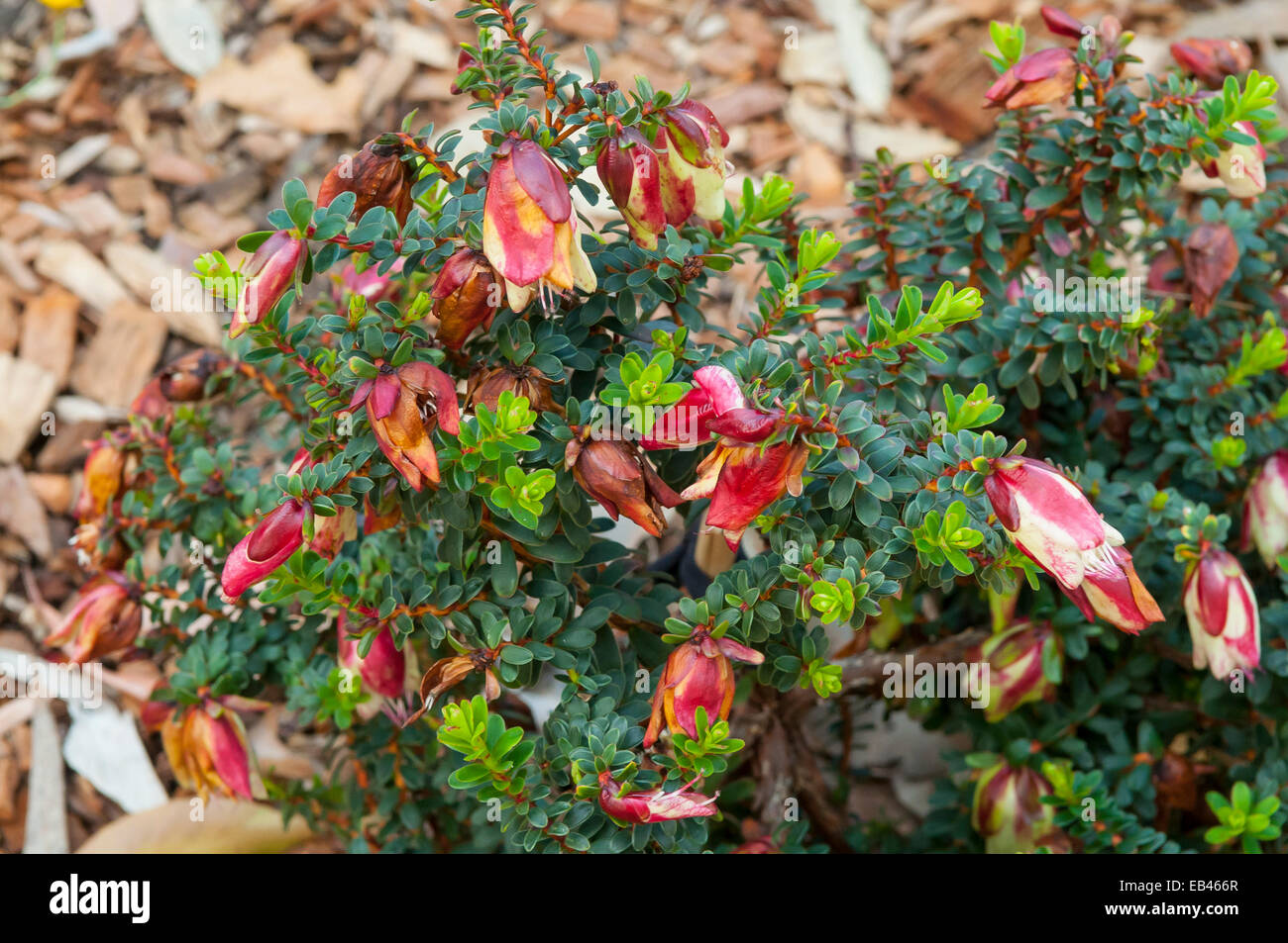 Darwinia macrostegia, Mondurup Bell in Kings Park, Perth, WA, Australia Stock Photo