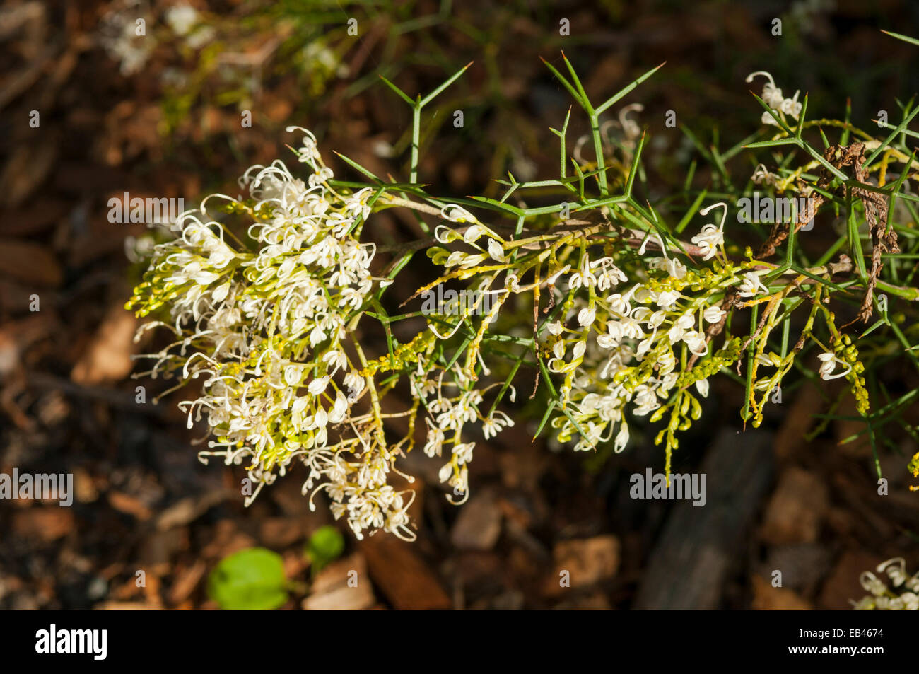 Grevillea asparagoides, Asparagus Grevillea in Kings Park, Perth, WA, Australia Stock Photo