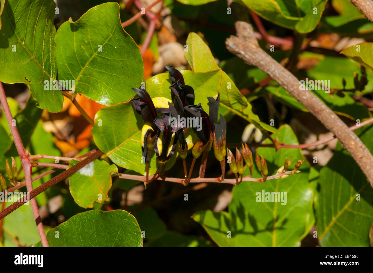 Kennedia nigricans, Black Coral Pea in Kings Park, Perth, WA, Australia Stock Photo