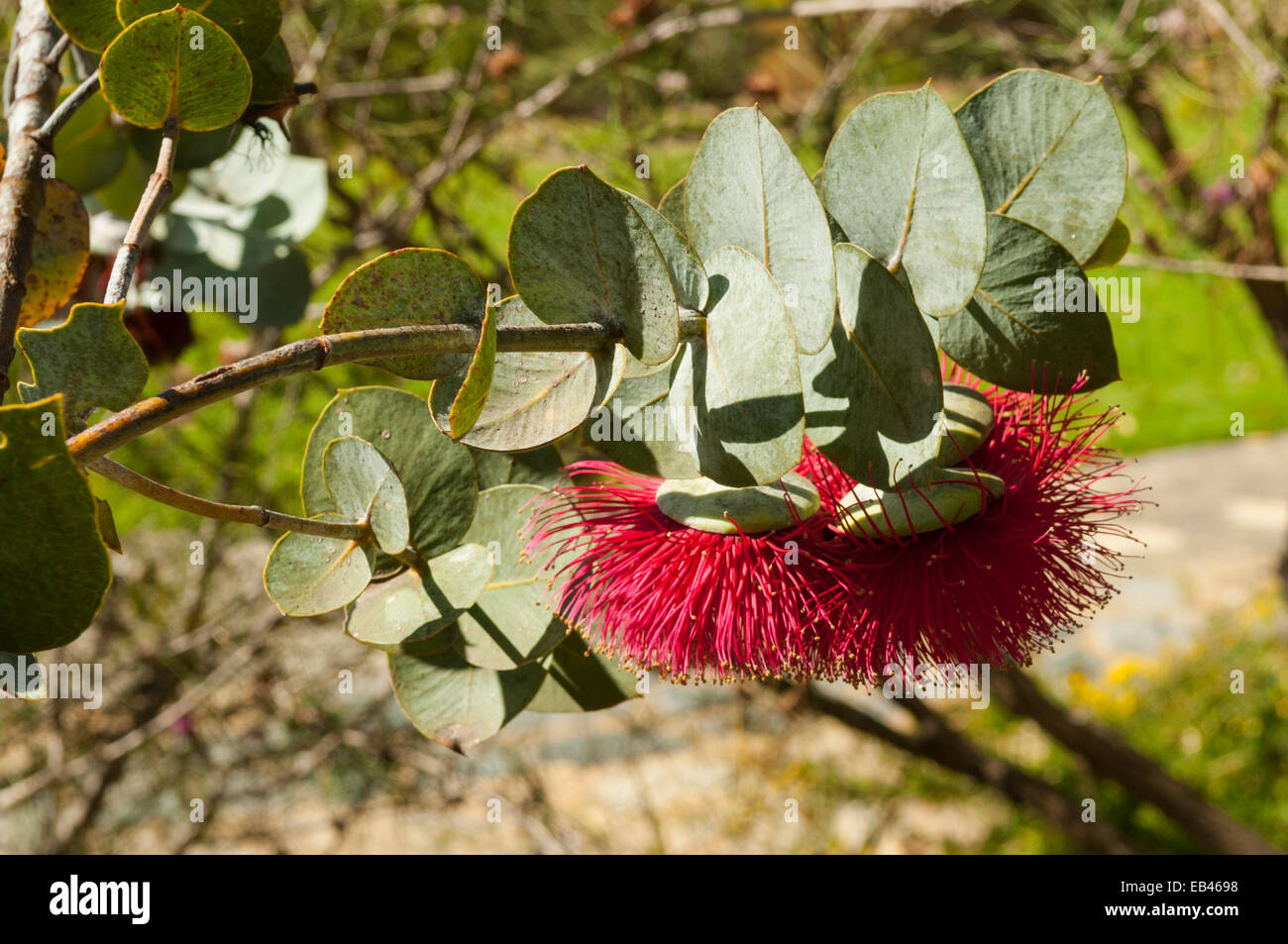 Eucalyptus rhodantha, Rose Mallee in Kings Park, Perth, WA, Australia Stock Photo