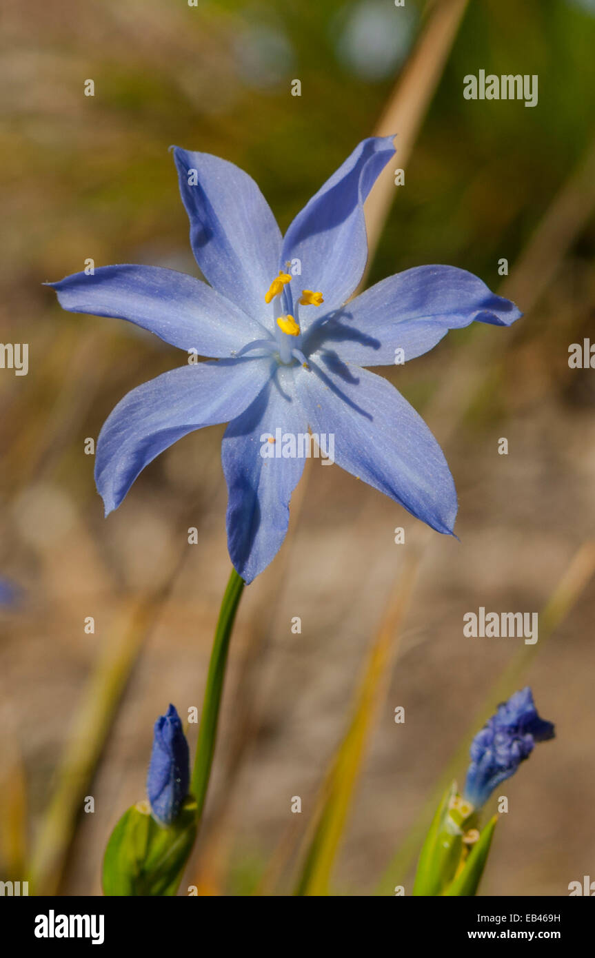 Orthrosanthos laxus, Morning Iris in Kings Park, Perth, WA, Australia ...
