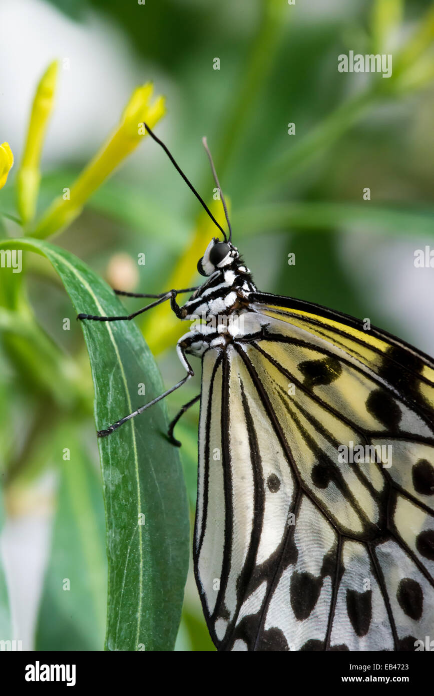 butterflies, butterfly, insects, feeding Stock Photo Alamy