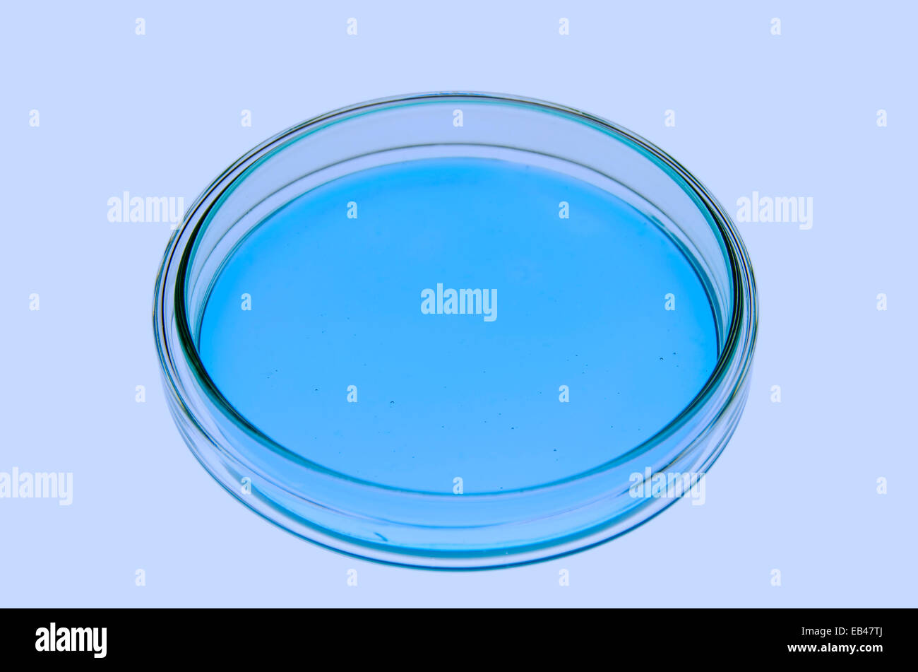 Isolated petri dish with blueish jellylike matter in a re-enacted lab situation. Stock Photo
