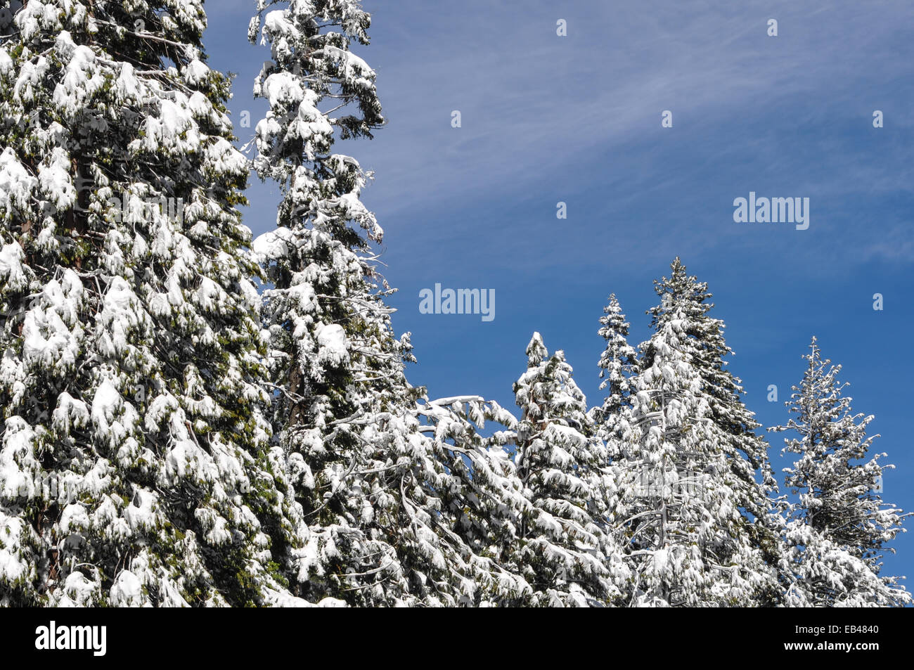 Beautiful snow trees hi-res stock photography and images - Alamy