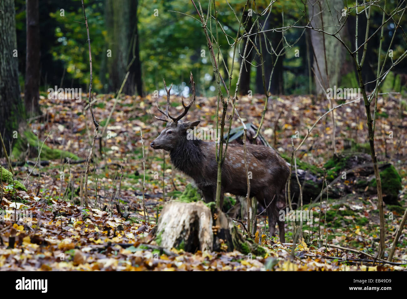 Male deer in the autumn wood Stock Photo
