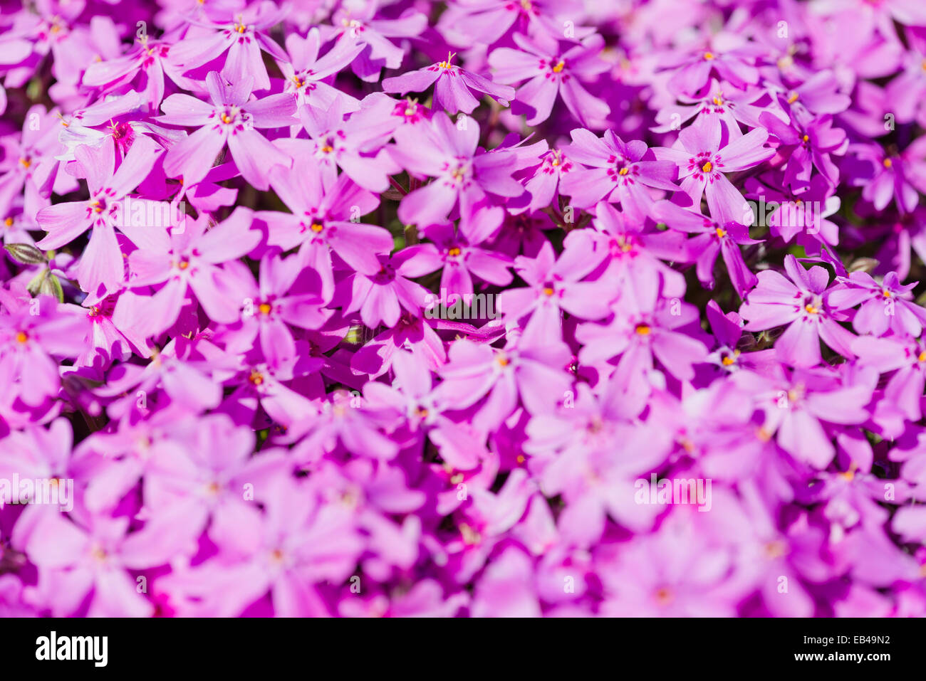 Phlox subulata. Beautiful pink flowers Stock Photo - Alamy