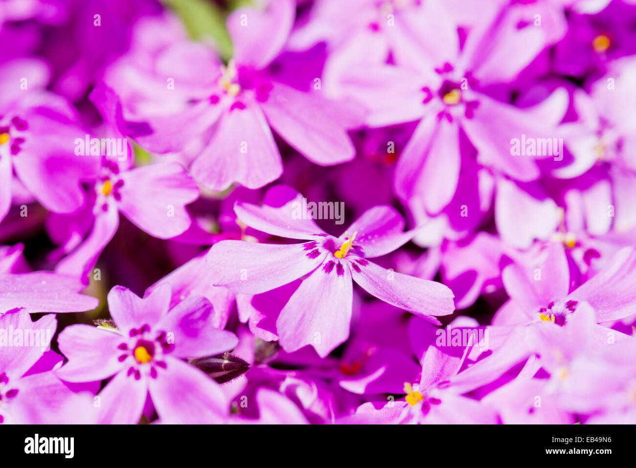 Phlox subulata. Beautiful pink flowers Stock Photo - Alamy