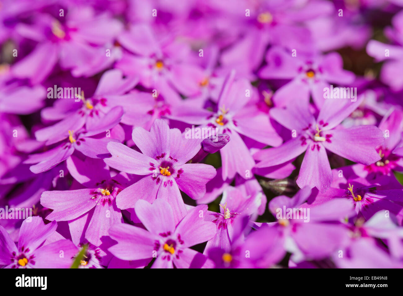 Phlox subulata. Beautiful pink flowers Stock Photo - Alamy