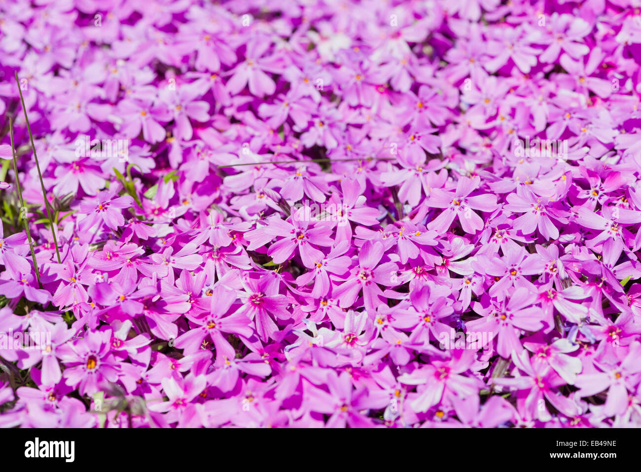 Phlox subulata. Beautiful pink flowers Stock Photo - Alamy