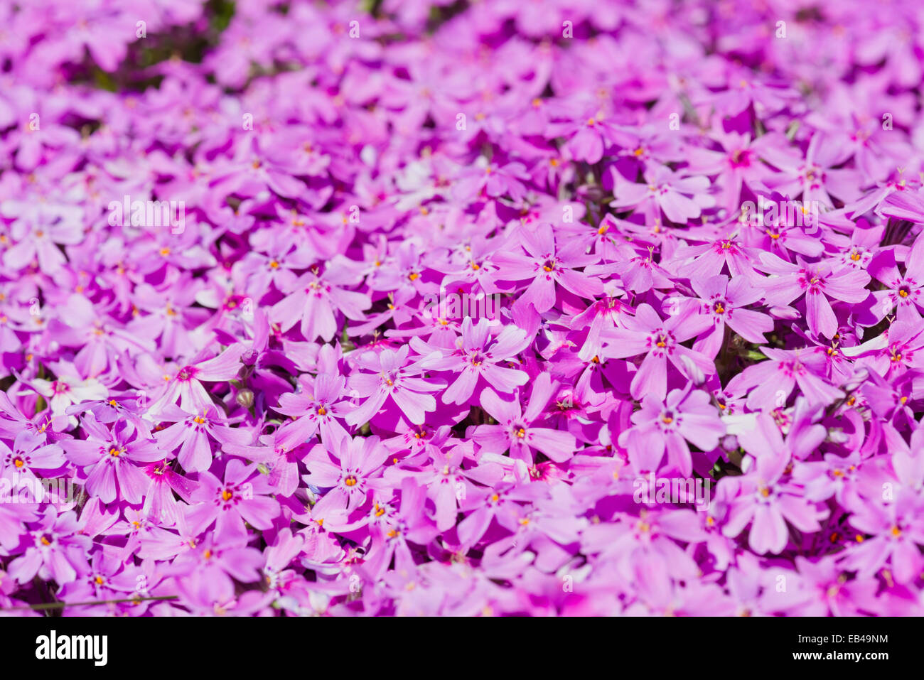 Phlox subulata. Beautiful pink flowers Stock Photo - Alamy