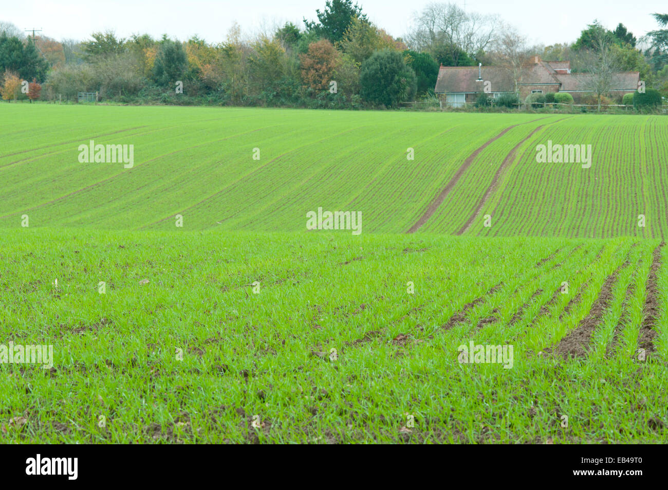 A green field planted with a winter crop near Pulborough, West Sussex Stock Photo