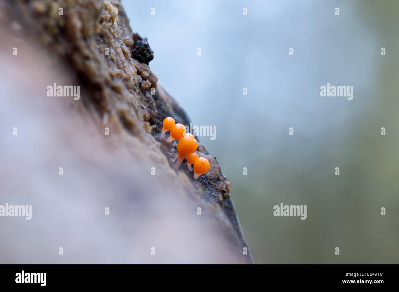 The orange fruiting bodies (aethelia) of a Trichia slime mould on a piece of rotting timber taken in Cheshunt, Herts Stock Photo