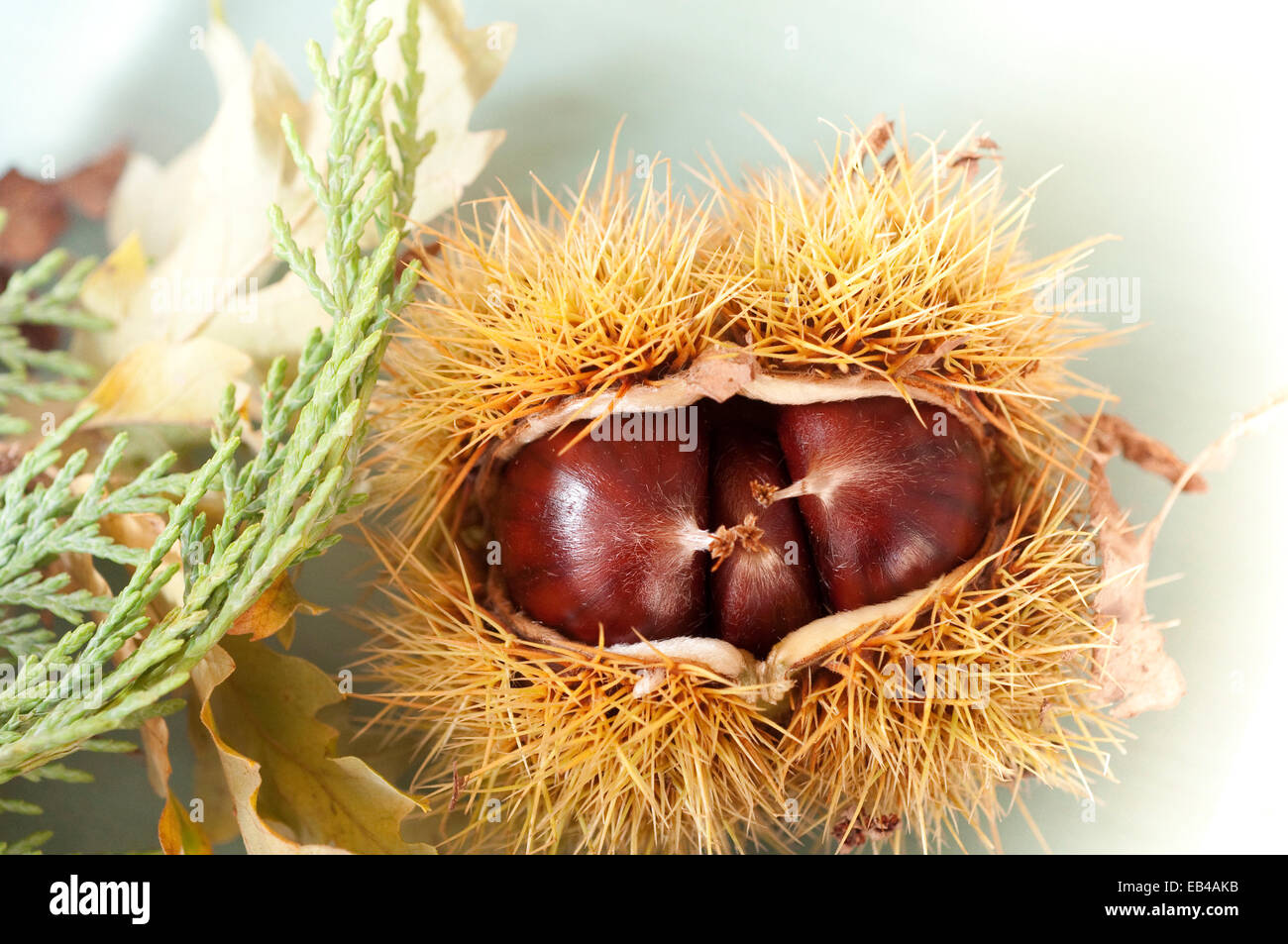 Chesnuts Seed in Fruit Casing. Stock Photo