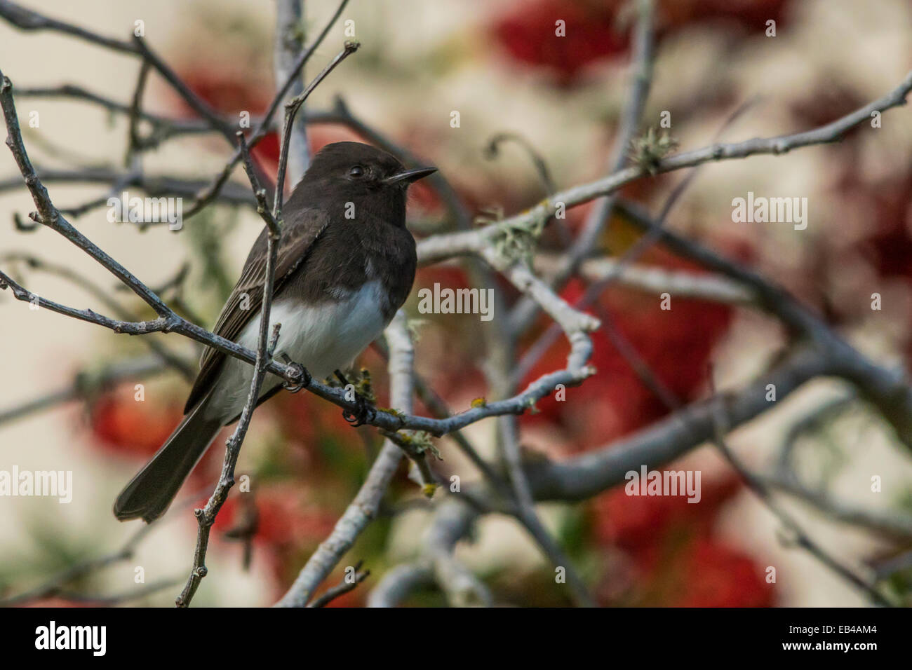 Black Phoebe on a branch with red and cream colors in the background. (Landscape) Stock Photo